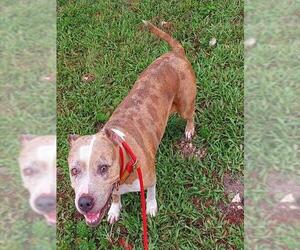 American Staffordshire Terrier Dogs for adoption in Fort Lauderdale, FL, USA