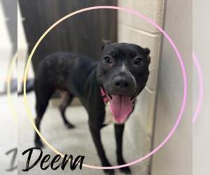 American Pit Bull Terrier Dogs for adoption in Saginaw, MI, USA