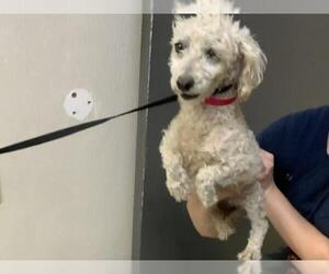 Poodle (Toy)-Unknown Mix Dogs for adoption in Visalia, CA, USA