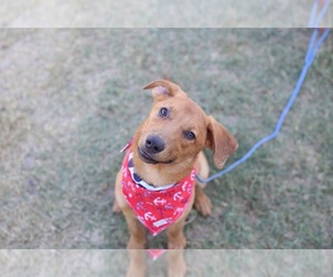 Medium Photo #1 Beagle-German Shepherd Dog Mix Puppy For Sale in Von Ormy, TX, USA