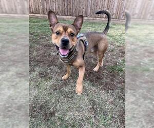 American Pit Bull Terrier-Unknown Mix Dogs for adoption in Plano, TX, USA