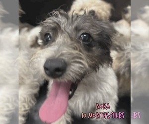 Mutt Dogs for adoption in Woodbury, NY, USA