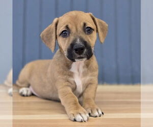 Dachshund-Unknown Mix Dogs for adoption in Lakewood, CO, USA