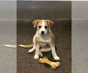 Mutt Dogs for adoption in Hillsboro, MO, USA