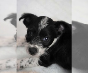 Mutt Dogs for adoption in Germantown, OH, USA