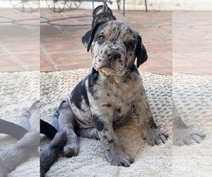 Bulldog-Labrador Retriever Mix Dogs for adoption in Lake Elsinore, CA, USA