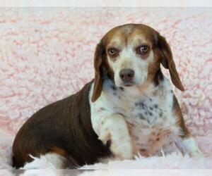 Beagle Dogs for adoption in Bon Carbo, CO, USA