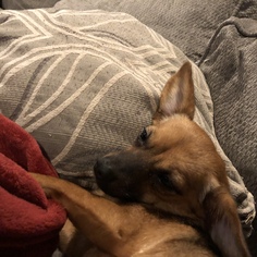 Chihuahua Dogs for adoption in Birdsboro, PA, USA