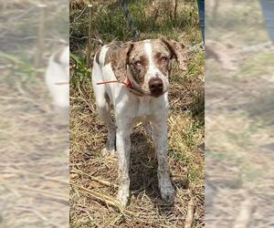 Catahoula Leopard Dog-German Shorthaired Pointer Mix Dogs for adoption in Pleasanton, TX, USA