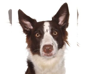 Border Collie Dogs for adoption in Oakland Park, FL, USA