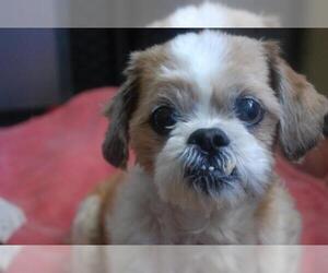 Shih Tzu Dogs for adoption in Apple Valley, CA, USA