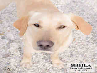 Labrador Retriever Dogs for adoption in Supply, NC, USA