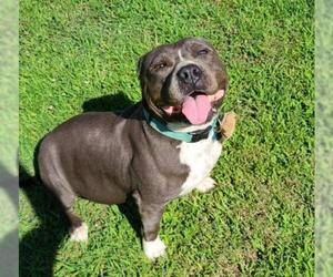 Staffordshire Bull Terrier Dogs for adoption in Shreveport, LA, USA