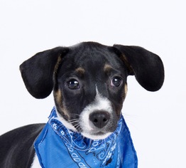 Medium Photo #1 Chiweenie Puppy For Sale in Yardley, PA, USA