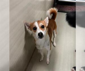 Chihuahua Dogs for adoption in Bakersfield, CA, USA