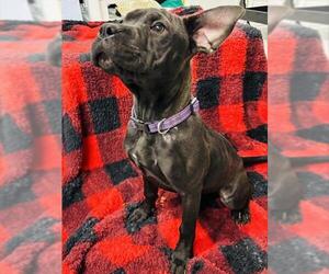 Mutt Dogs for adoption in Westminster, MD, USA