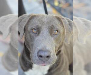 Labrador Retriever Dogs for adoption in SHELTER  IS LOCATED ON:      Mt Moriah Rd., Winton, NC, USA