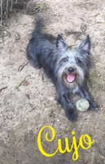Cairn Terrier-Unknown Mix Dogs for adoption in Cantonment, FL, USA