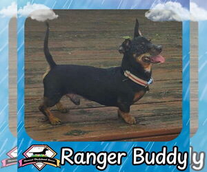 Dachshund Dogs for adoption in San Antonio, TX, USA