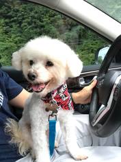 Poochon Dogs for adoption in Tenafly, NJ, USA