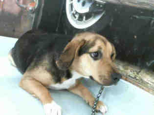 Medium Photo #1 Beagle-Unknown Mix Puppy For Sale in Pasadena, TX, USA