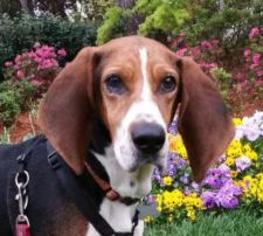 Small Treeing Walker Coonhound Mix