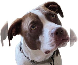 Mutt Dogs for adoption in Boston, MA, USA