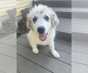 Great Pyrenees-Unknown Mix Dogs for adoption in Germantown, OH, USA