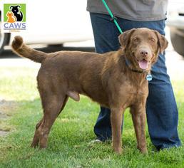 Chesador Dogs for adoption in Salt Lake City, UT, USA