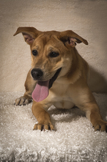 Medium Photo #1 Chow Chow-Labrador Retriever Mix Puppy For Sale in Weston, FL, USA