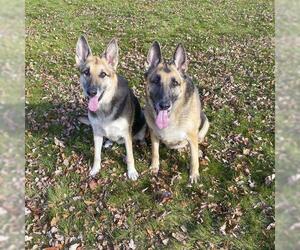 German Shepherd Dog Dogs for adoption in Millburn, NJ, USA