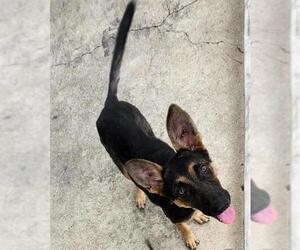 German Shepherd Dog-Unknown Mix Dogs for adoption in San Antonio, TX, USA