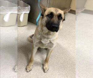 German Shepherd Dog Dogs for adoption in Riverside, CA, USA