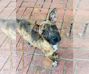 Plott Hound Dogs for adoption in Southampton, NY, USA