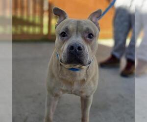 Mutt Dogs for adoption in Las Vegas, NV, USA