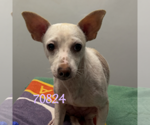 Rat Terrier Dogs for adoption in Chico, CA, USA