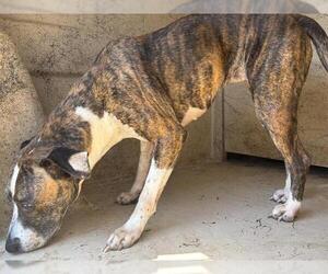 American Pit Bull Terrier-Rat Terrier Mix Dogs for adoption in Oklahoma City, OK, USA