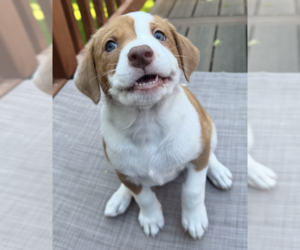 American Pit Bull Terrier-Australian Shepherd Mix Dogs for adoption in Anchorage, AK, USA