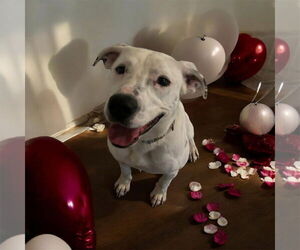 Argentinian Mastiff-Unknown Mix Dogs for adoption in Oakhurst, NJ, USA