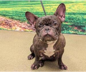 French Bulldog-Unknown Mix Dogs for adoption in Moreno Valley, CA, USA