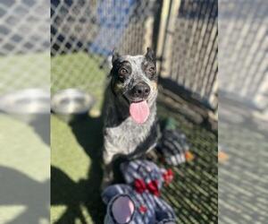 Mutt Dogs for adoption in Chula Vista, CA, USA