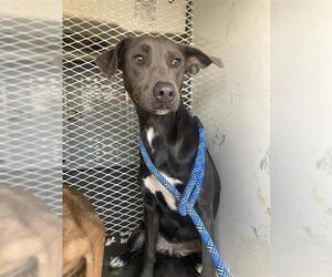 American Pit Bull Terrier Dogs for adoption in Bakersfield, CA, USA