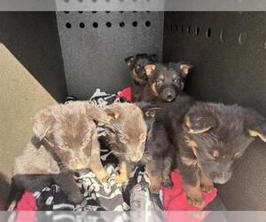 German Shepherd Dog-Unknown Mix Dogs for adoption in Orange, CA, USA