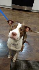 Bulloxer Dogs for adoption in Sebring, FL, USA