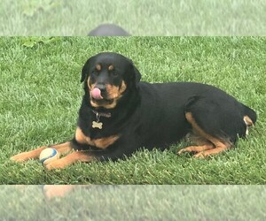 Rottweiler Dogs for adoption in San Martin, CA, USA