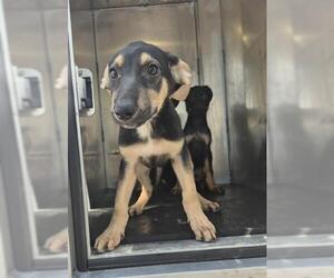 Doberman Pinscher-Unknown Mix Dogs for adoption in San Antonio, TX, USA