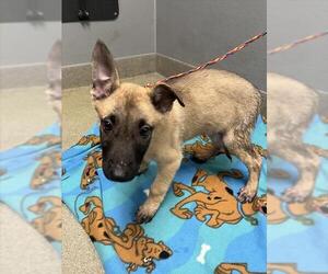 Mutt Dogs for adoption in Las Vegas, NV, USA