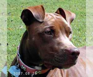 American Staffordshire Terrier Dogs for adoption in Tyler, TX, USA