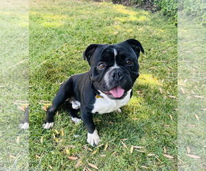 Bulldog-Unknown Mix Dogs for adoption in Marina Del Rey, CA, USA
