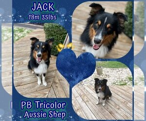 Australian Shepherd Dogs for adoption in Dallas, TX, USA